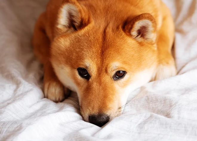 新的Shiba Inu主題代幣VicKY飆升22%，Buterin在首次發(fā)售后持有13%