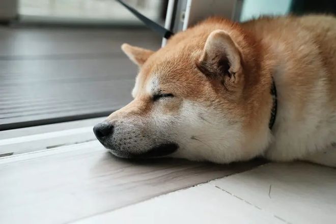 新的Shiba Inu主題代幣VicKY飆升22%，Buterin在首次發售后持有13%