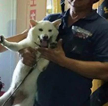 紅色警報：隨著加權(quán)融資率下降，柴犬價格暴跌