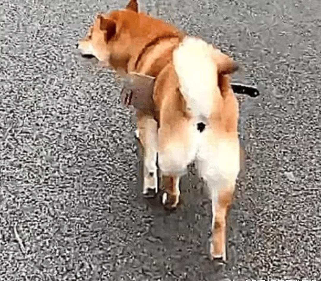 紅色警報：隨著加權融資率下降，柴犬價格暴跌
